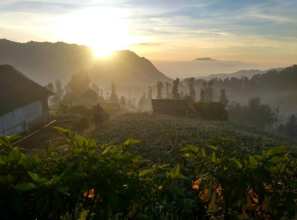 Bromo Otix Guest House Kültér fotó