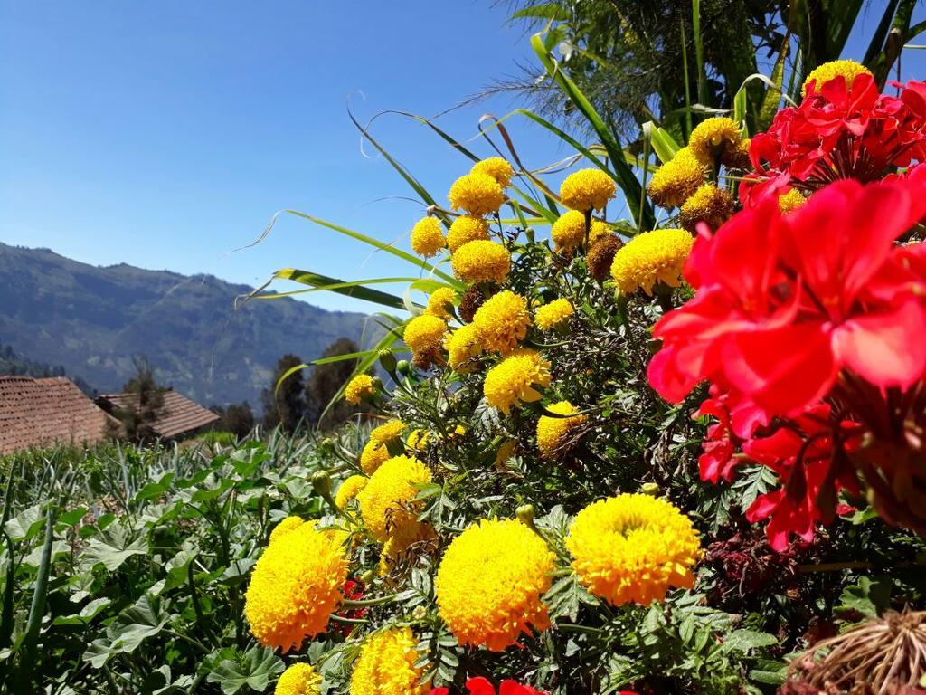 Bromo Otix Guest House Kültér fotó